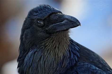 free raven photos